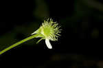 White avens